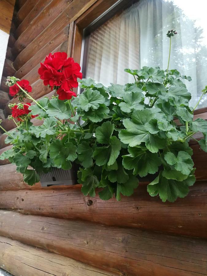 Cabana Rustic Balea Cîrţişoara エクステリア 写真